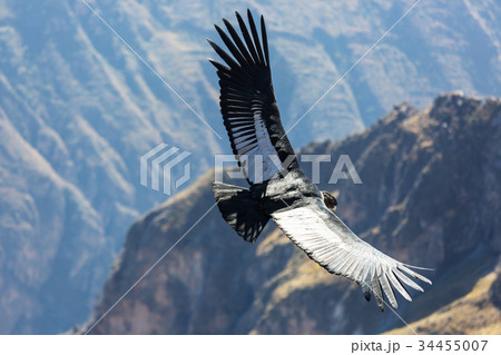 Condor 34455007
