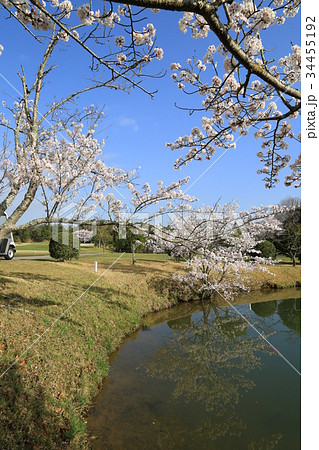 sakura & golf sakura & golf 34455192