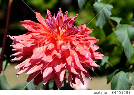 ダリア（大満足） 34455593