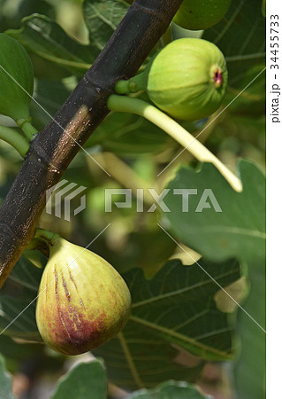 イチジク(無花果) イチジク(無花果) 34455733