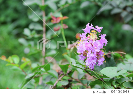Pink crape myrtle Lagerstroemia speciosa  34456643