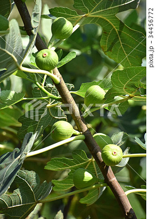 イチジク(無花果) イチジク(無花果) 34456772
