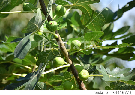 イチジク（無花果） 34456773