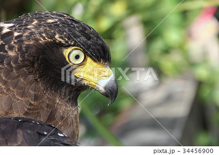 Falcon Peregrine or golden eagle, Closeup 34456900