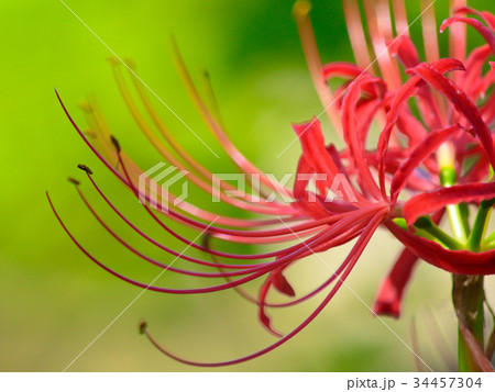 ヒガンバナ ヒガンバナ 34457304