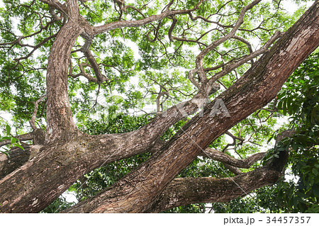 branch and leaf of tree beautiful in the forest branch and leaf of tree beautiful in the forest 34457357