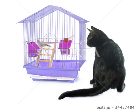 kitten playing with bird kitten playing with bird 34457484