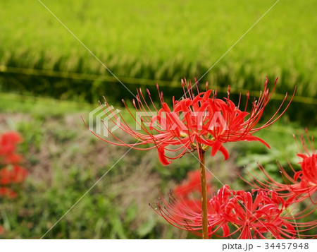 ヒガンバナ　曼珠沙華　赤 34457948
