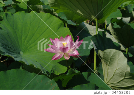 蓮の花 蓮の花 34458203
