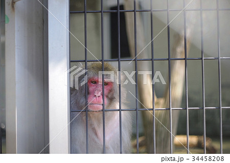退屈そうな猿 退屈そうな猿 34458208
