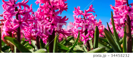 Pink close-up Hyacinth, field in Holland, blue sky Pink close-up Hyacinth, field in Holland, blue sky 34458232