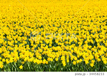 Field of yellow daffodil flowers Field of yellow daffodil flowers 34458233