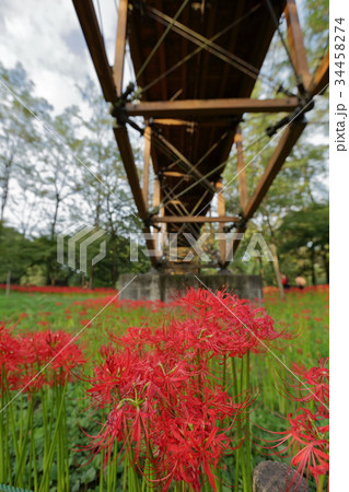巾着田の曼珠沙華 巾着田の曼珠沙華 34458274
