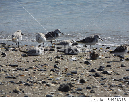 検見川浜の海岸で給餌をするミユビシギ 34458338