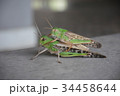トノサマバッタ 34458644