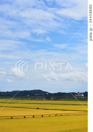 金色に輝く田んぼで稲刈り 岩手一関 金色に輝く田んぼで稲刈り 岩手一関 34458680
