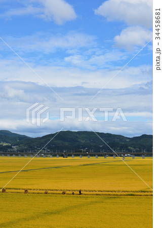 金色に輝く田んぼで稲刈り 岩手一関 金色に輝く田んぼで稲刈り 岩手一関 34458681