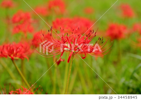 彼岸花 34458945