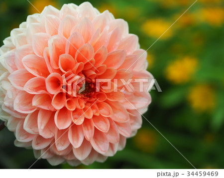 ピンクの花 34459469