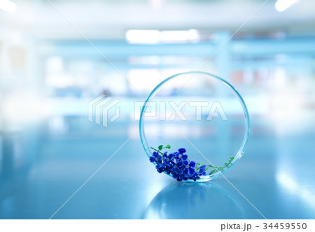 glass petri dish with purple flower in science lab 34459550