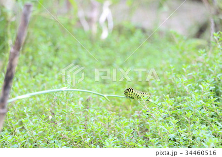 アゲハチョウの幼虫 34460516