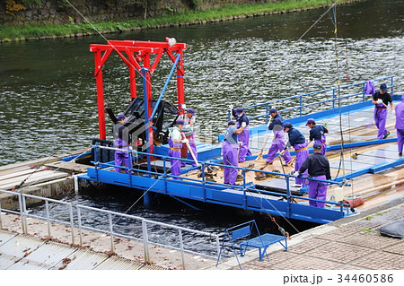 インディアン水車と鮭の遡上 34460586