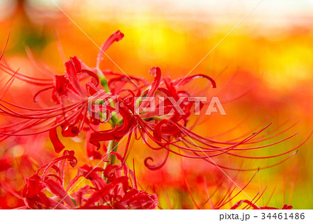 【秋の花】　彼岸花 34461486