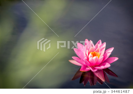 【花】　睡蓮 34461487