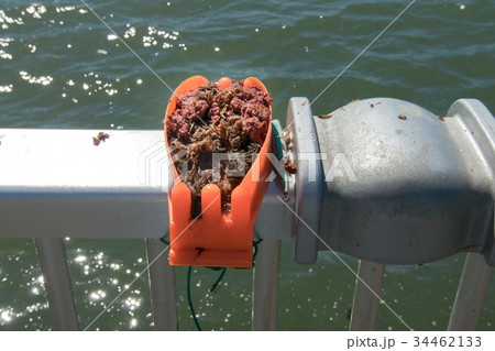 若洲海浜公園海釣施設 若洲海浜公園海釣施設 34462133