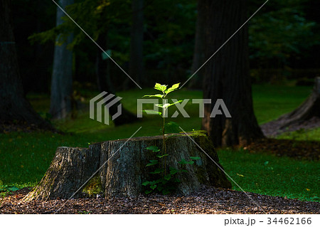 切り株と幼木 切り株と幼木 34462166