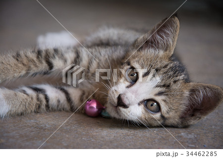 Kittens stray with innocence 34462285