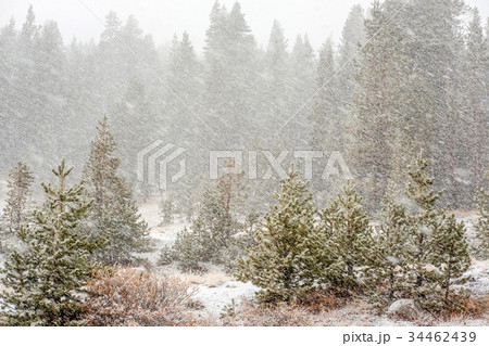Snowstorm beginning in Yosemite National Park 34462439