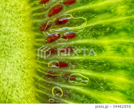 kiwi green background kiwi green background 34462858