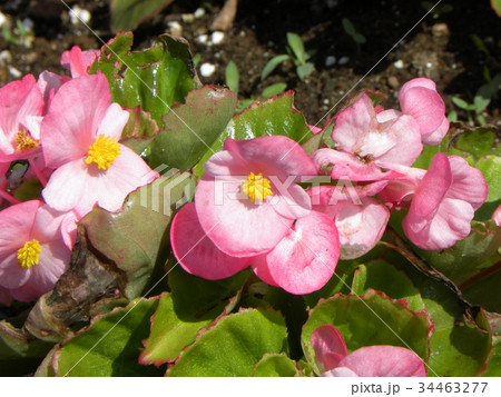 桃色の花はベコニアの可愛い花 桃色の花はベコニアの可愛い花 34463277