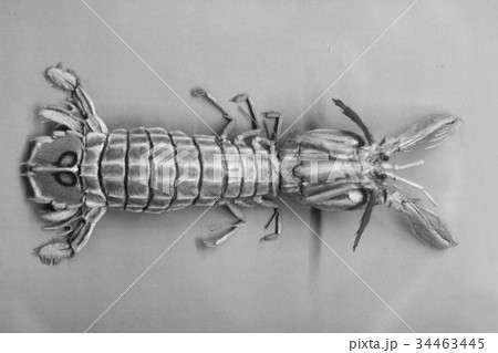 small animal cerature 34463445