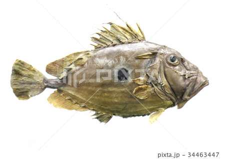 exotic sea fish 34463447