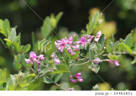 宮城野萩 宮城野萩 34463851