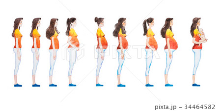 Cartoon illustration of pregnancy stages. Side 34464582