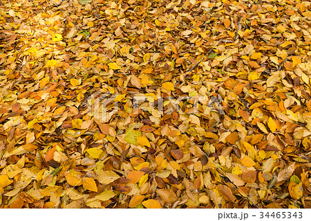nature, season, fall concept. wonderful background nature, season, fall concept. wonderful background 34465343
