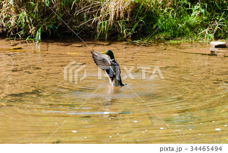 Male duck spreading wings in pond near shore. Male duck spreading wings in pond near shore. 34465494