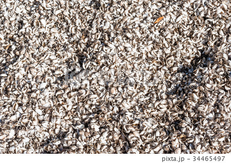 Background texture of mussel shells on beach. Background texture of mussel shells on beach. 34465497