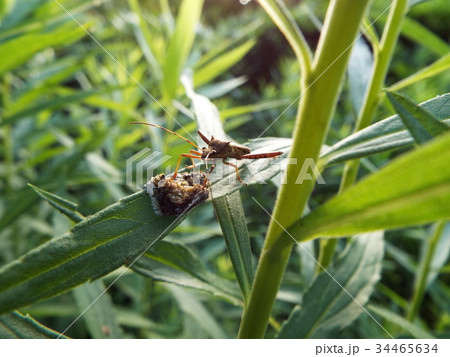 ホソヘリカメムシ　捕食 34465634