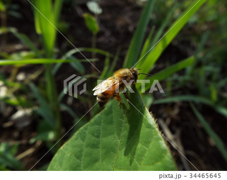 ミツバチ 34465645