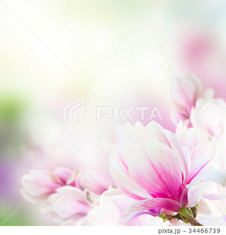 Blossoming pink magnolia Flowers Blossoming pink magnolia Flowers 34466739
