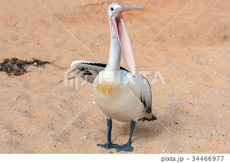 Pelican close up portrait on the beach 34466977