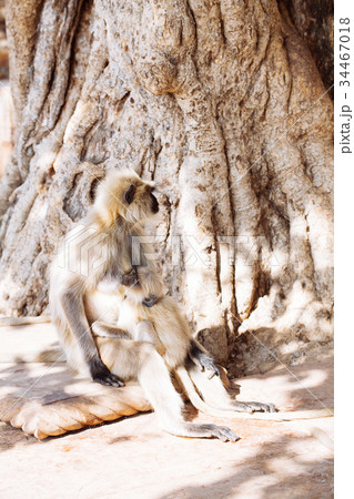 Gray langurs monkey. India Gray langurs monkey. India 34467018