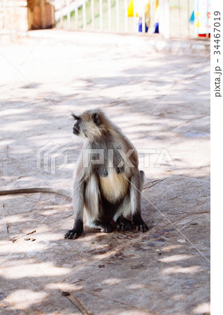 Gray langurs monkey. India Gray langurs monkey. India 34467019
