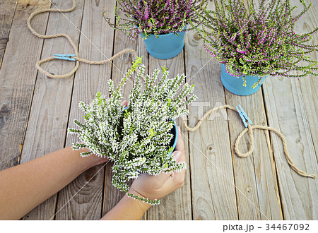 Female hands holding a pot of flowering heather 34467092