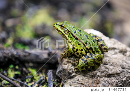 Frog sitting on a stone 34467735