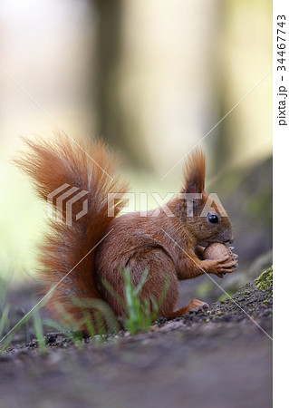 Squirrel nut the eater. Small depth of field 34467743